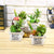 Artificial succulents Lifelike Mini Artificial Plants, French pots - minxxshop.com