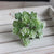 Artificial succulents Lifelike Mini Artificial Plants, French pots - minxxshop.com