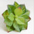 Artificial succulents Lifelike Mini Artificial Plants, French pots - minxxshop.com